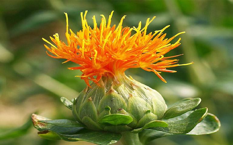 Cây Hồng hoa - Nguồn ảnh: Internet.