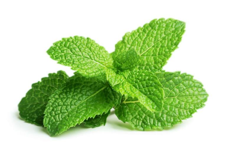 BẠC HÀ CÓ LÀM GIẢM TÁC DỤNG CỦA THẢO DƯỢC KHÁC?