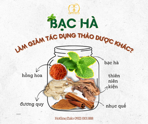 BẠC HÀ CÓ LÀM GIẢM TÁC DỤNG CỦA THẢO DƯỢC KHÁC?